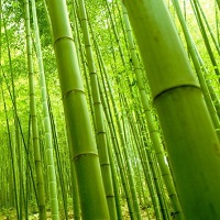 Visit Bamboo Gardens Of Arashiyama Japan