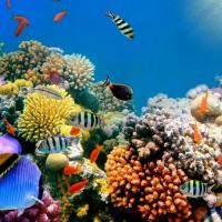 Dive The Great Barrier Reef