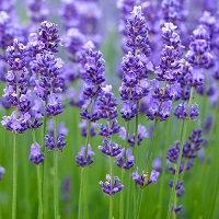 Start A Lavender Farm