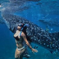 Swim With Whale Sharks In Oslob Philippines