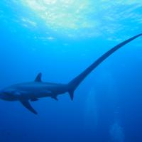 Dive With Thresher Sharks In Malapascua