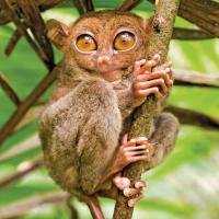 See Tarzier Monkeys In Bohol