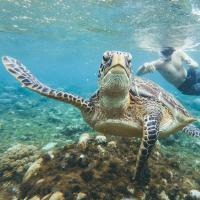 Dive With Sea Turtles On Apo Island Philipines