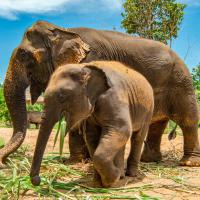 Visit Elephant Sanctuary In Thailand