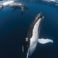 See Whales Around Tubuai Island
