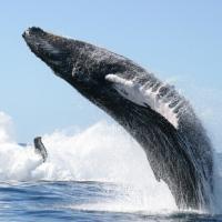 See Humpback Whales In Uvita