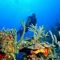 Scuba Dive Andros Bahamas