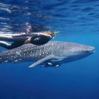 Swim With Whale Sharks On Ningaloo Reef