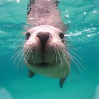 Swim With Sea Lions In South Australia