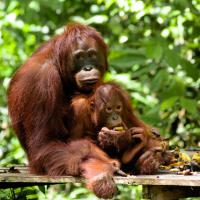 See Orangutans In Tanjung Puting National Park