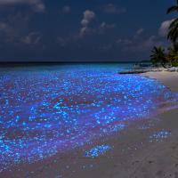 See Bioilluminescence At Vaadhoo Beach
