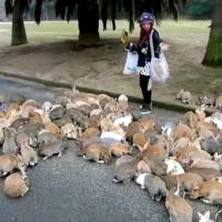 Visit Rabbit Island Japan