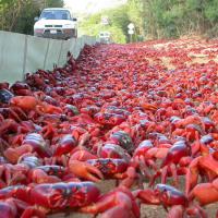 See Christmas Island Red Crabs Migration
