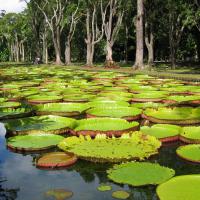 Visit Mauritius Botanical Garden