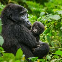 Gorilla Treking In Uganda