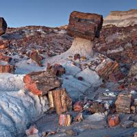 Go To The Petrified Forest In Arizona