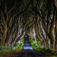 Drive Through Dark Hedges Of Northern Ireland