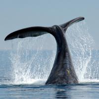 Swim With Whales In Gulfo Nuevo
