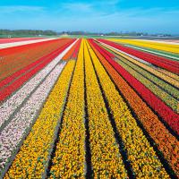 See The Tulip Fields Of Holland