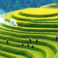See The Rice Terraces Of Vietnam