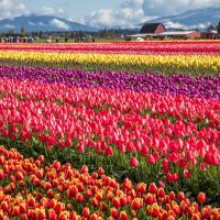 See The Tulip Fields Of Washington