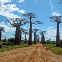 Visit The Avenue Of The Baobabs