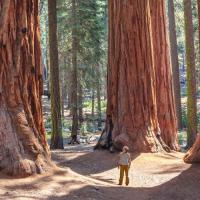 Visit Sequoia National Park