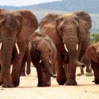 Visit Addo Elephant National Park