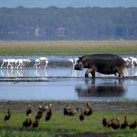 See Hippos At Isimangaliso Wetland Park