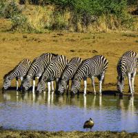 Visit Pilanesberg National Park