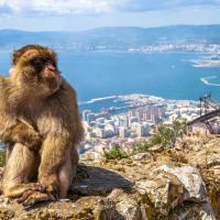See The Monkeys Of Gibraltar