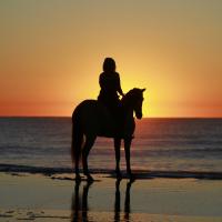 Ride A Horse On The Beach
