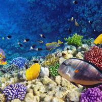Scuba Dive in The Red Sea
