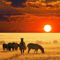 Go On An African Safari